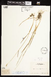 Media resource of Hordeum brachyantherum