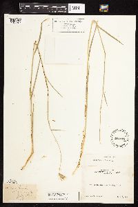 Hordeum brachyantherum image