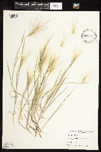 Hordeum jubatum image