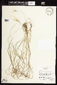 Hordeum jubatum image