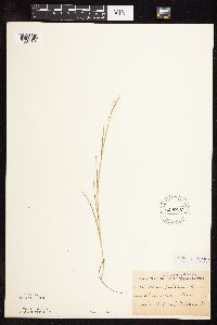 Hordeum jubatum image