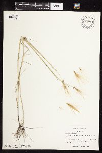 Hordeum jubatum image