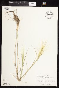 thumbnail image of current specimen