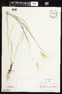 Hordeum jubatum image