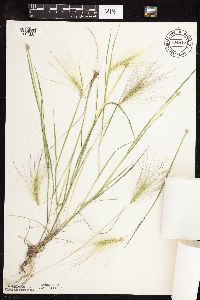 Hordeum jubatum image