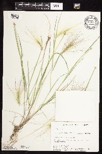 Hordeum jubatum image