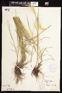 Hordeum jubatum image