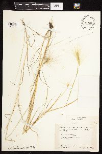 Hordeum jubatum image