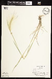 Hordeum jubatum image