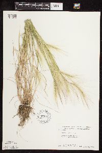 Hordeum jubatum image