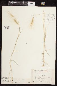 Hordeum jubatum image