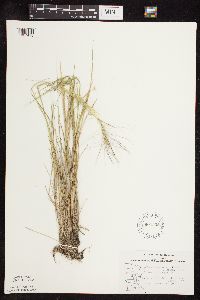 Hordeum jubatum image