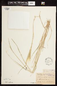 Hordeum jubatum image