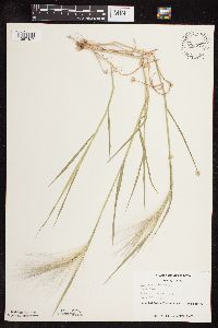 Hordeum jubatum image