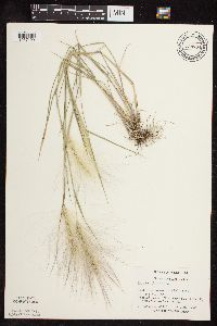 Thumbnail image of current specimen