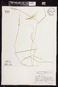 Hordeum jubatum image