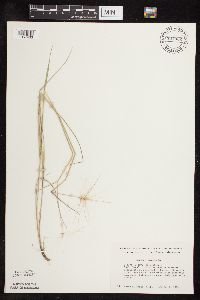 Hordeum jubatum image
