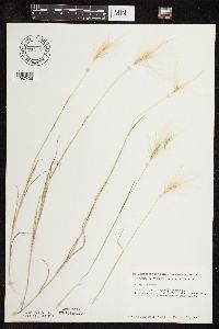 thumbnail image of current specimen