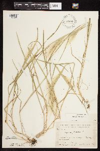 Hordeum jubatum image