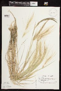 Thumbnail image of current specimen