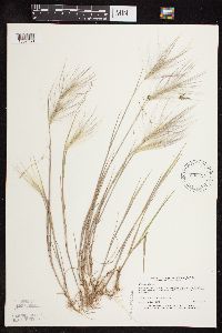 thumbnail image of current specimen