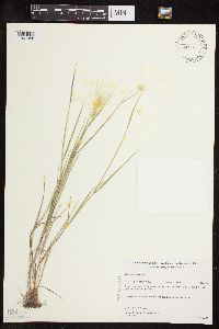Hordeum jubatum image