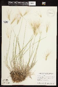thumbnail image of current specimen