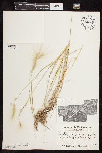 Hordeum jubatum image