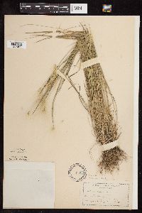 Thumbnail image of current specimen