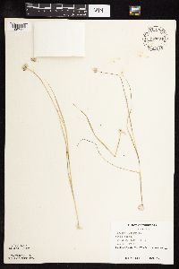 Hordeum jubatum image