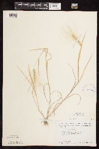 Hordeum jubatum image