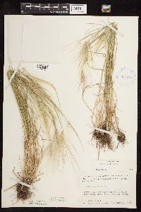 Hordeum jubatum image