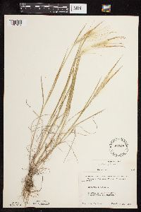Hordeum jubatum image