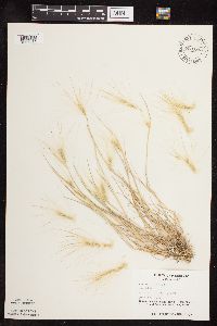 Hordeum jubatum image