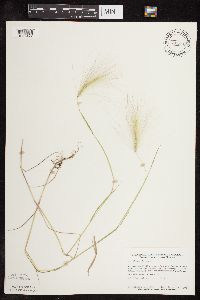 Hordeum jubatum image