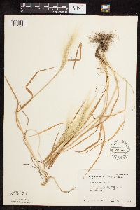 Hordeum jubatum image