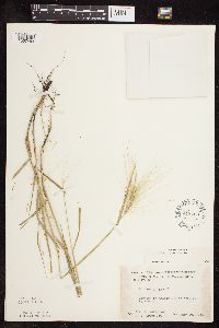 Hordeum jubatum image