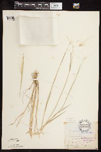 thumbnail image of current specimen