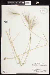 Hordeum jubatum image
