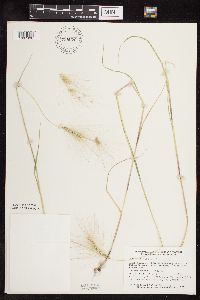 Hordeum jubatum image
