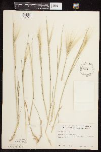 Hordeum jubatum image