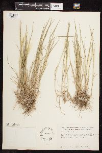 Hordeum jubatum image