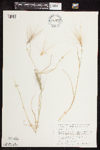 Hordeum jubatum image
