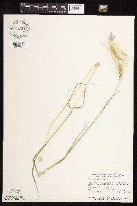 Hordeum jubatum image