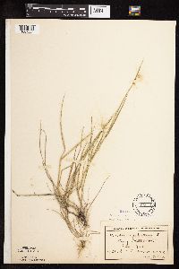 Hordeum jubatum image