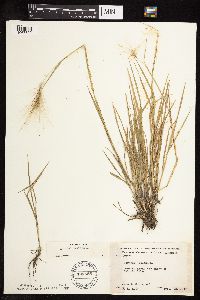 Hordeum jubatum image