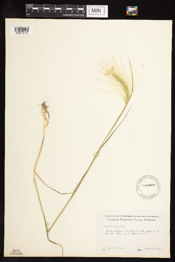 Hordeum jubatum subsp. jubatum image
