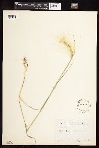 Hordeum jubatum image