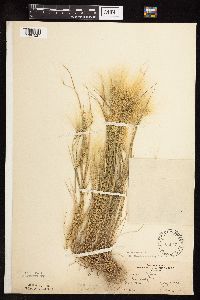 Hordeum jubatum image