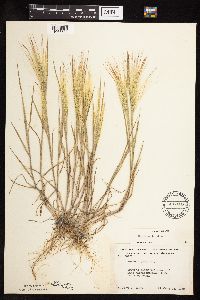 Hordeum jubatum image